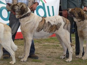 Enero de Grandais - Cão de Gado Transmontano - Das Terras de Barroso