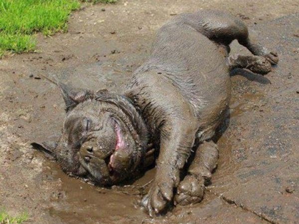 Cão na lama ou lama no cão?