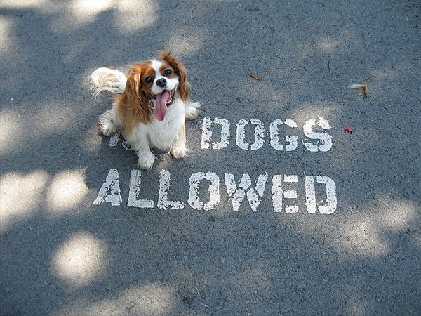 Cães são permitidos!
