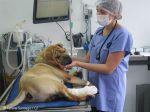 Hospitais veterinários públicos no Brasil