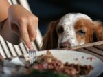 Restos de comida: os nutricionistas caninos alertam para os perigos