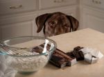 Porque é que o chocolate é tóxico para os cães?