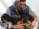 Esquiador olímpico planeia resgatar e adoptar cães vadios de Sochi