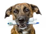 Escovar os dentes do cão