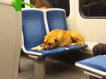 Pedro, o cão do metro