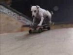 Skater canino