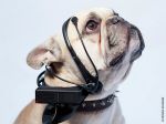 Coleira que traduz os latidos dos cães para linguagem humana
