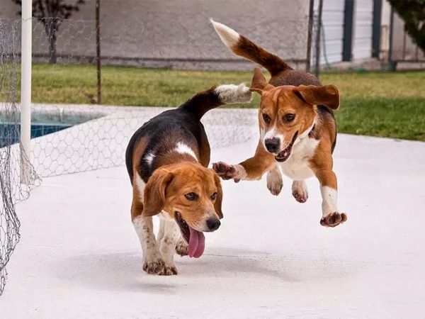 Foto Resgatados de um laboratório, Beagles pisam relva e brincam pela primeira vez