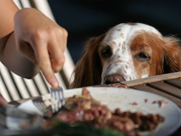 Foto Restos de comida: os nutricionistas caninos alertam para os perigos