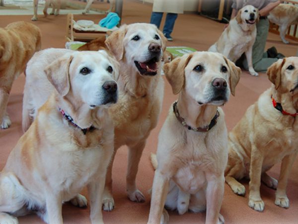 Foto Um final de vida digno para os cães-guia no Japão