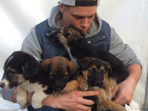 Foto Esquiador olímpico planeia resgatar e adoptar cães vadios de Sochi