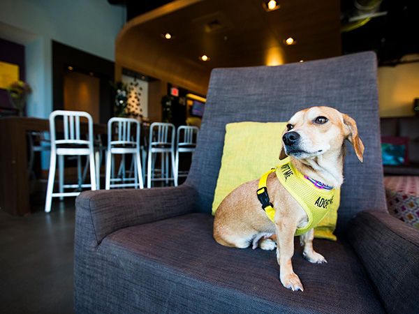 Foto Hotel abriga cães abandonados para hóspedes adoptarem