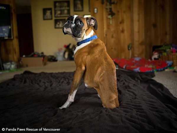 Foto Cachorro Boxer de 2 patas