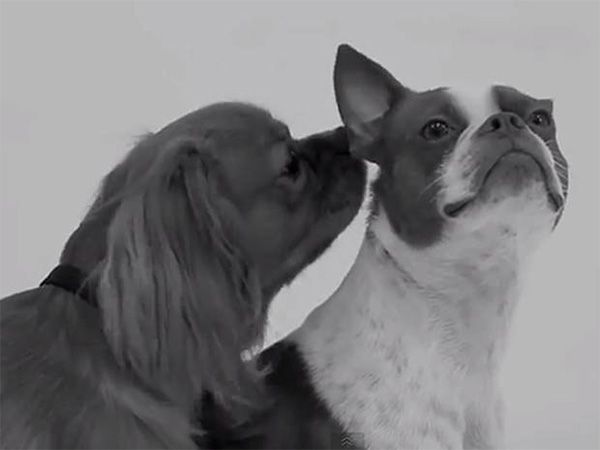Foto “First Kiss” paródia canina