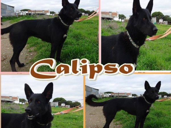 Foto Kalipso