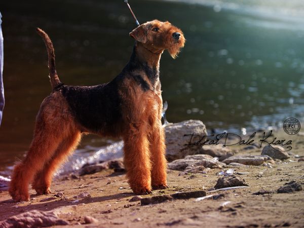 Best Airedale terrier female of all time