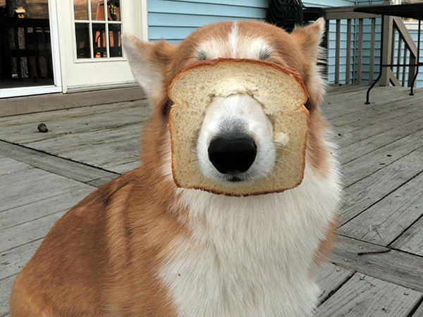 A única maneira de calar um cão é lhe dar pão!