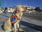 Primeiro cão-guia formado em Portugal entregue há 15 anos