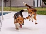 Resgatados de um laboratório, Beagles pisam relva e brincam pela primeira vez