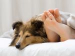 Cães na cama dos donos: Prós e Contras