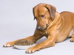 Alimentar cães com problemas digestivos