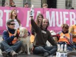 Madrid proibirá o abate de animais abandonados