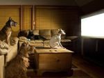 Dog TV, um canal só para canídeos