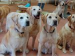 Um final de vida digno para os cães-guia no Japão