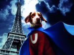 Cães deixam de ser vistos como “coisas” aos olhos da lei francesa