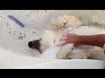 Quem disse para um cão o banho não pode ser um momento relaxante?
