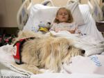 Hospital nos EUA permite presença de cão durante cirurgia