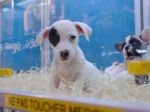 Brasil: novas regras para vender cães em lojas de animais