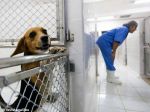 Escândalo Instituto Royal: testes em animais em prol da ciência