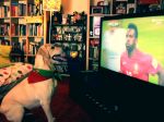 Adepto canino vibra com o último golo de Portugal