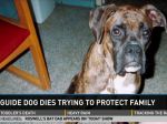 Cão guia morre depois de salvar criança