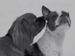 “First Kiss” paródia canina