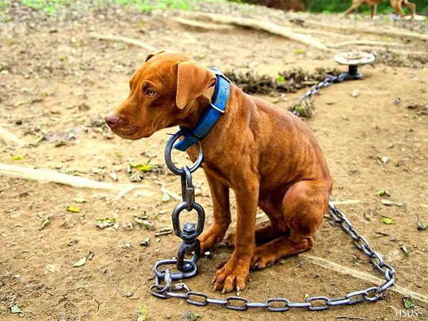 Foto EUA: Prender cães tornou-se ilegal em Nashville