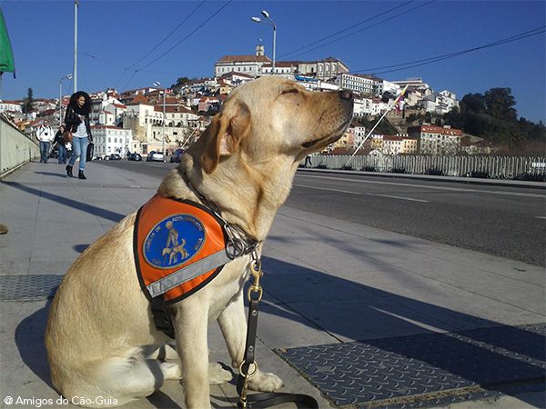 Foto Primeiro cão-guia formado em Portugal entregue há 15 anos