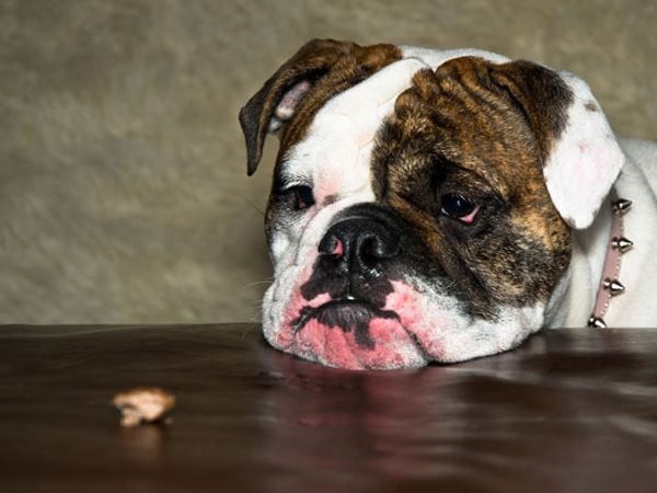 Foto Já 600 cães morreram devido a biscoitos contaminados