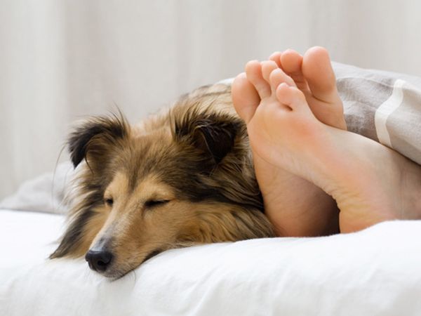 Foto Cães na cama dos donos: Prós e Contras