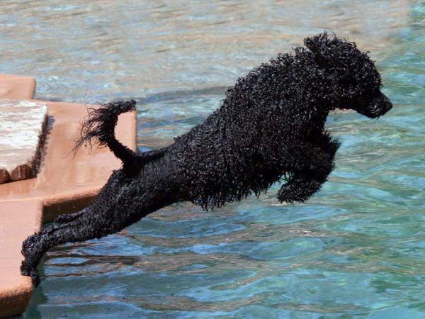 Foto Cão de Água Português em Tavira