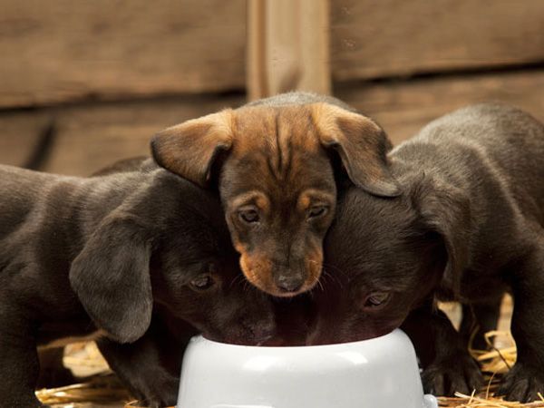 Foto Comer rápido prejudica a saúde do seu cão
