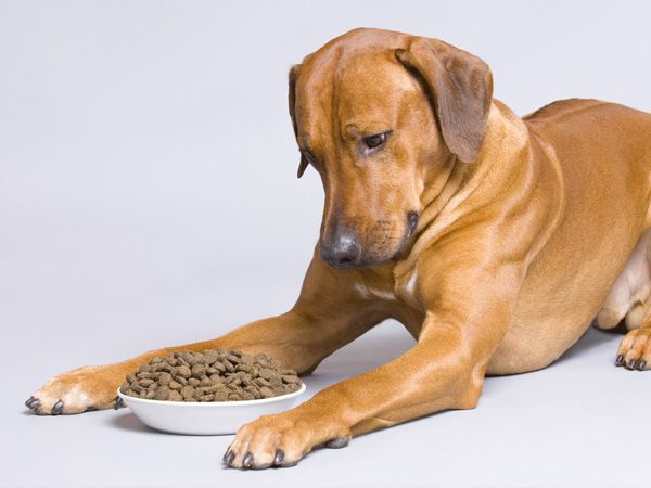 Foto Alimentar cães com problemas digestivos