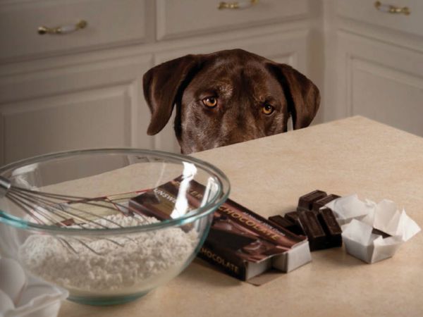 Foto Porque é que o chocolate é tóxico para os cães?