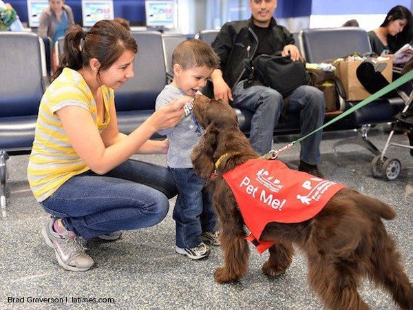 Foto Cães que aliviam o stress antes de entrar num avião