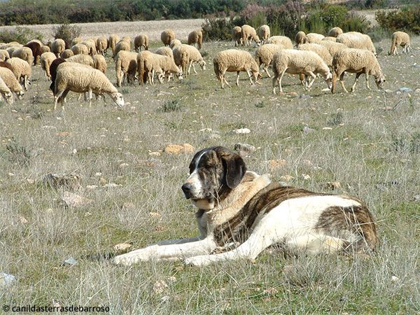 Foto Cães ajudam a preservar o lobo ibérico