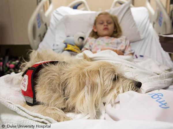 Foto Hospital nos EUA permite presença de cão durante cirurgia