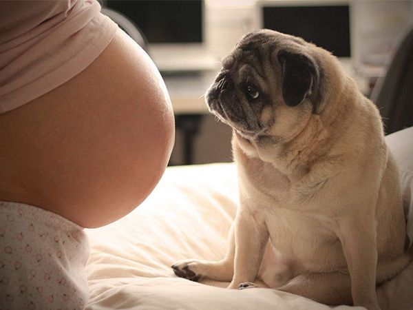 Foto Preparar o cão para a chegada do bebé