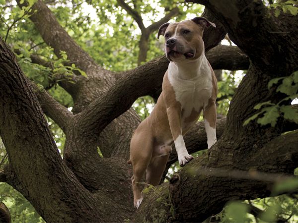Foto American Staffordshire Terrier