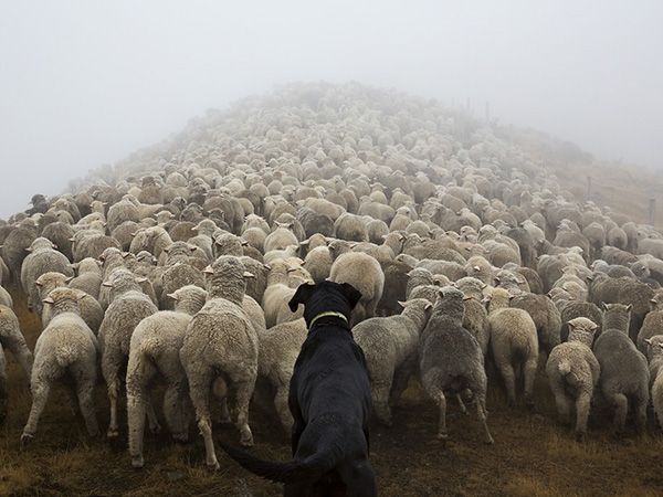 Foto Fotógrafo captura imagens de cães a trabalhar